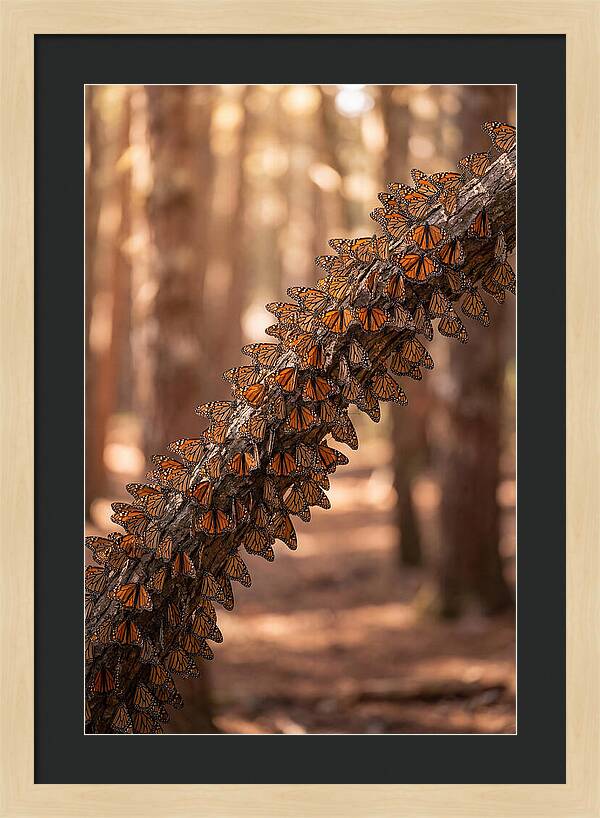 Monarch Butterfly Migration Cluster