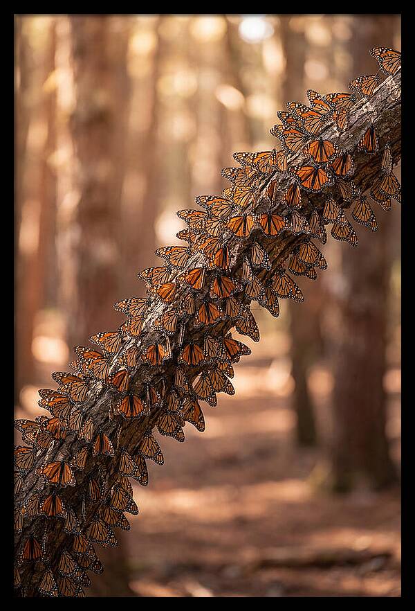 Monarch Butterfly Migration Cluster