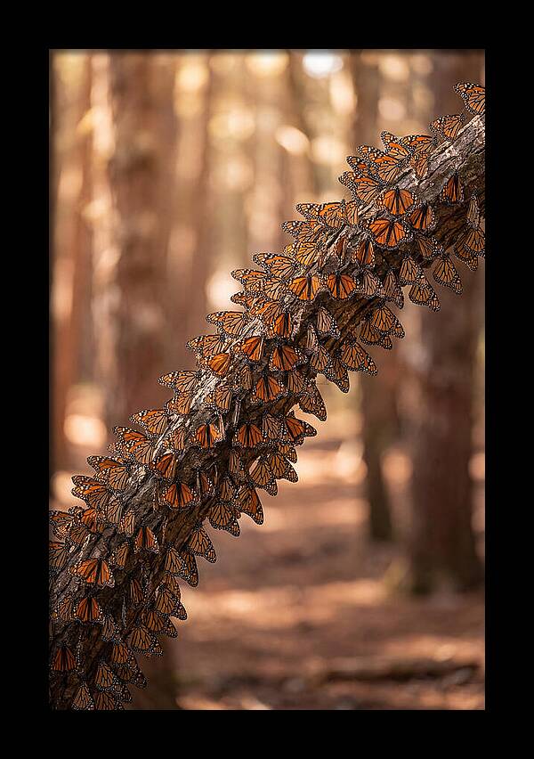 Monarch Butterfly Migration Cluster