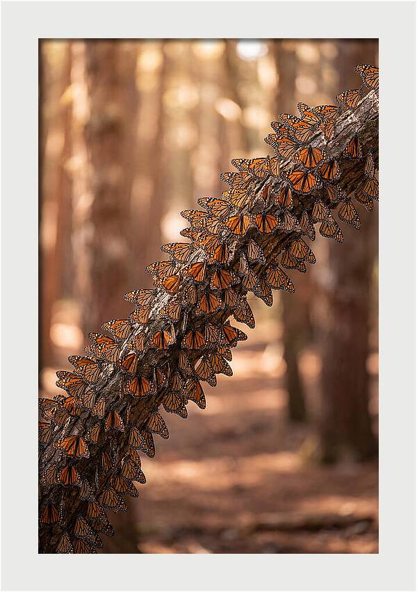 Monarch Butterfly Migration Cluster