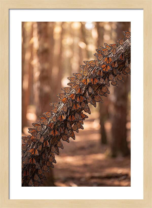 Monarch Butterfly Migration Cluster
