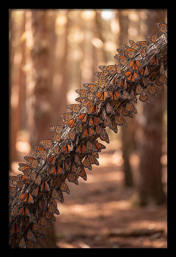 Monarch Butterfly Migration Cluster