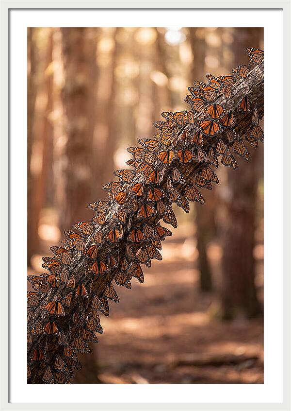Monarch Butterfly Migration Cluster