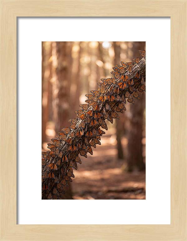 Monarch Butterfly Migration Cluster