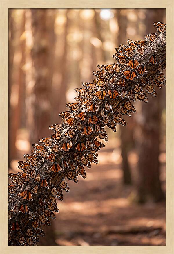 Monarch Butterfly Migration Cluster
