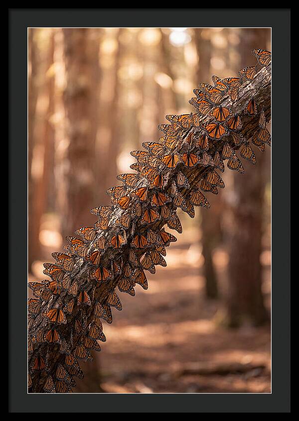 Monarch Butterfly Migration Cluster