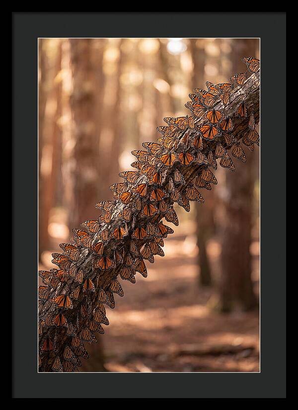 Monarch Butterfly Migration Cluster