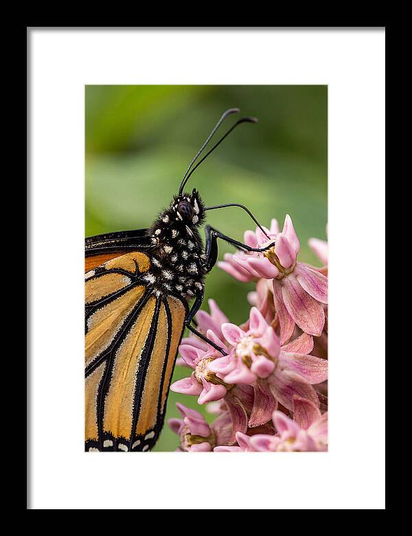 Monarch Butterfly On Milkweed