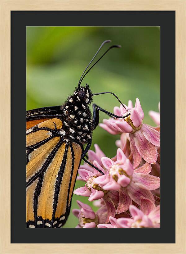 Monarch Butterfly On Milkweed