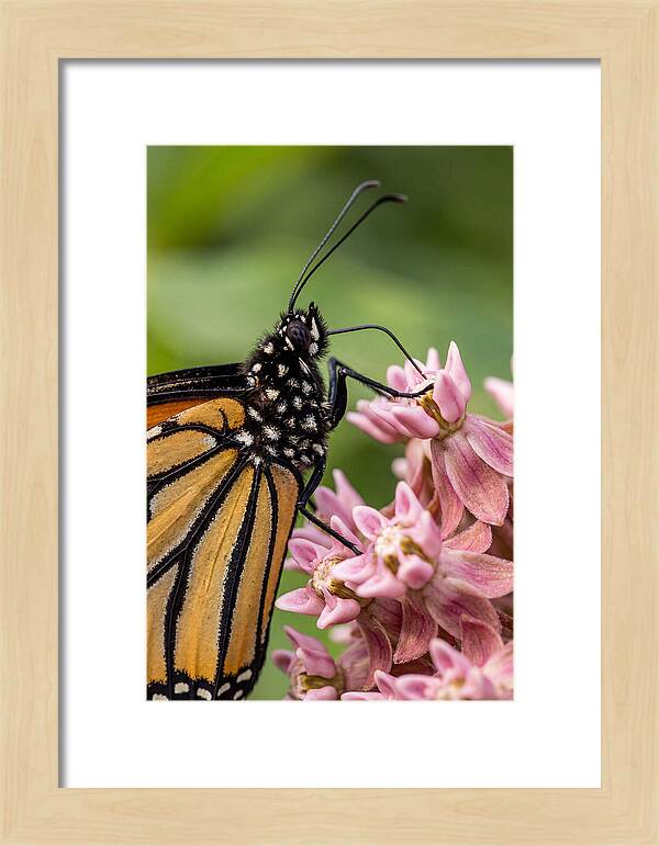 Monarch Butterfly On Milkweed
