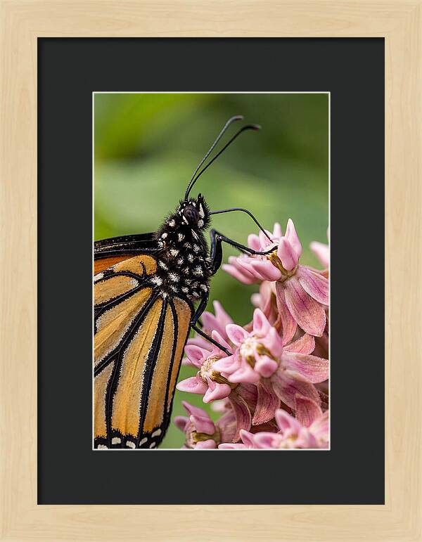 Monarch Butterfly On Milkweed