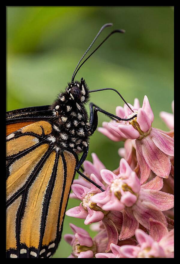 Monarch Butterfly On Milkweed