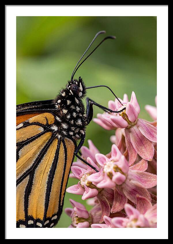 Monarch Butterfly On Milkweed