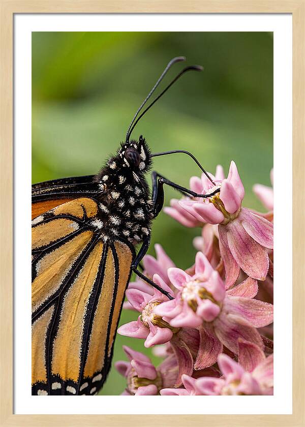 Monarch Butterfly On Milkweed