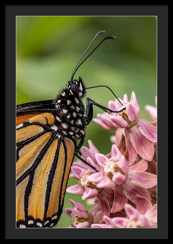 Monarch Butterfly On Milkweed
