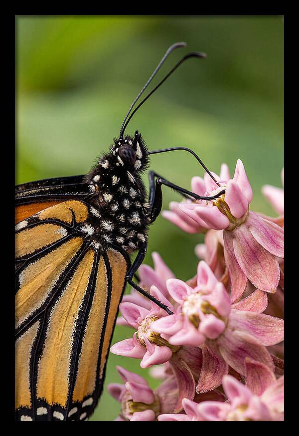 Monarch Butterfly On Milkweed