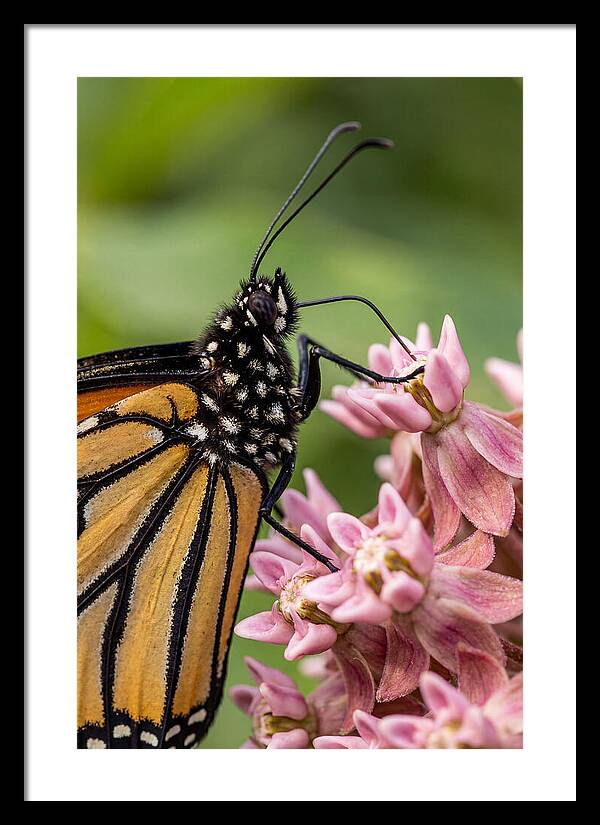 Monarch Butterfly On Milkweed