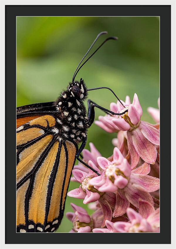 Monarch Butterfly On Milkweed