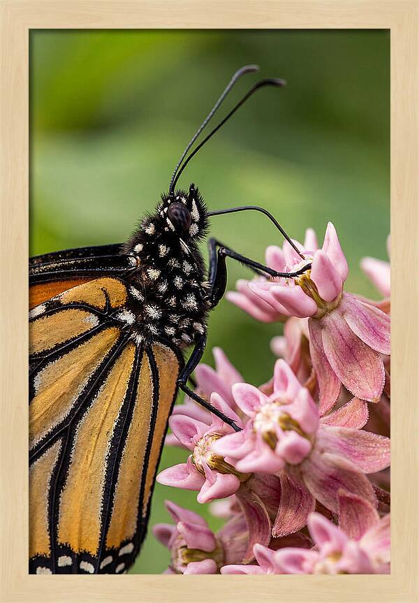 Monarch Butterfly On Milkweed