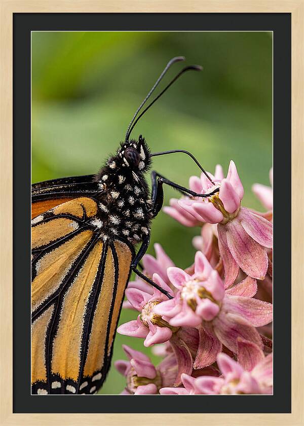 Monarch Butterfly On Milkweed