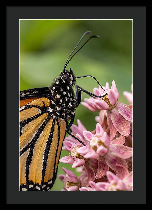Monarch Butterfly On Milkweed