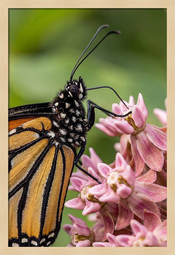 Monarch Butterfly On Milkweed