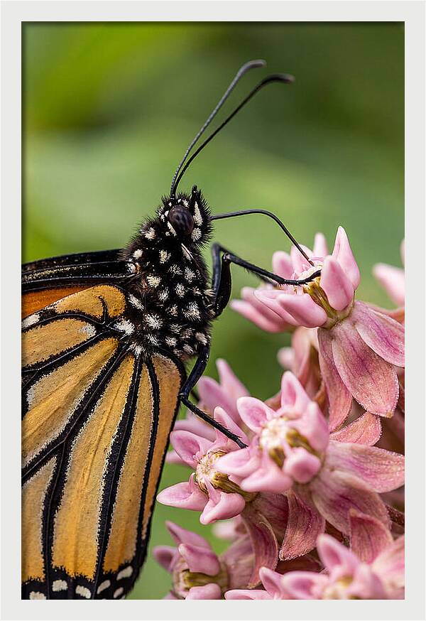 Monarch Butterfly On Milkweed