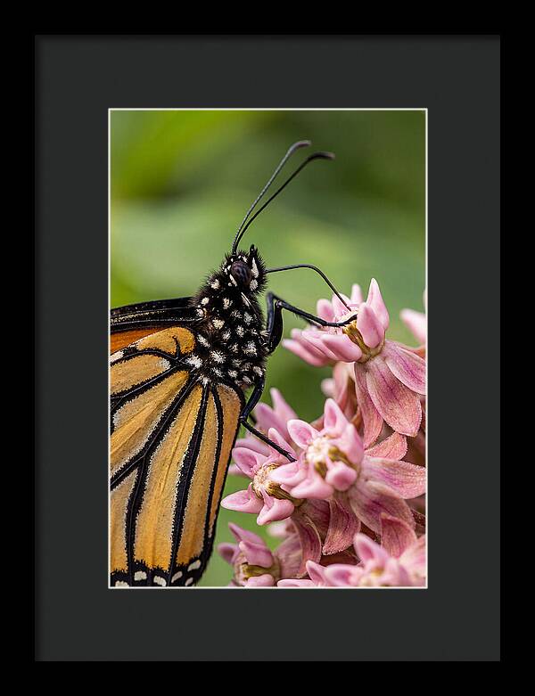 Monarch Butterfly On Milkweed