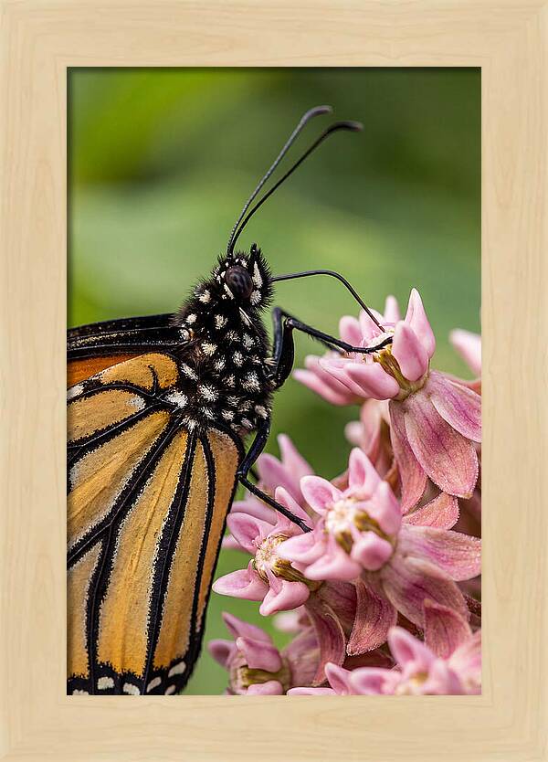 Monarch Butterfly On Milkweed