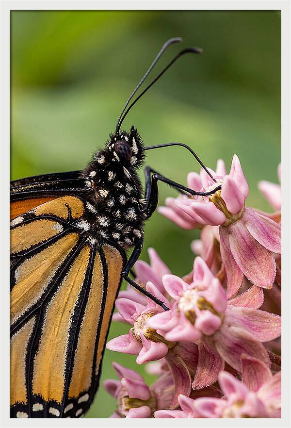 Monarch Butterfly On Milkweed