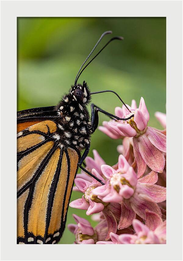 Monarch Butterfly On Milkweed