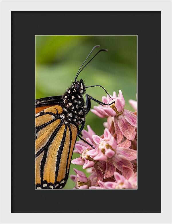 Monarch Butterfly On Milkweed