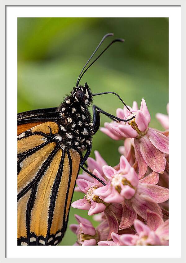 Monarch Butterfly On Milkweed