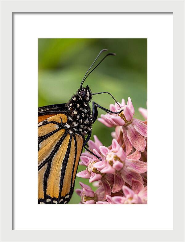 Monarch Butterfly On Milkweed
