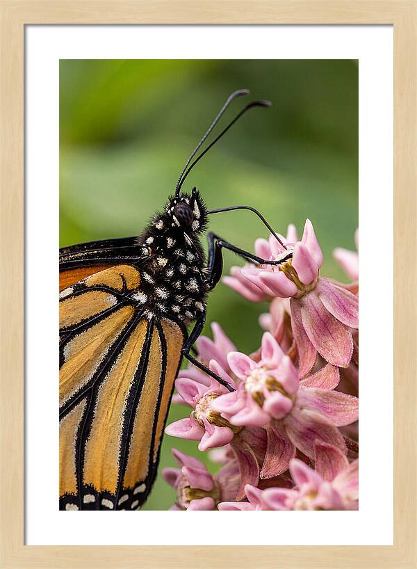 Monarch Butterfly On Milkweed