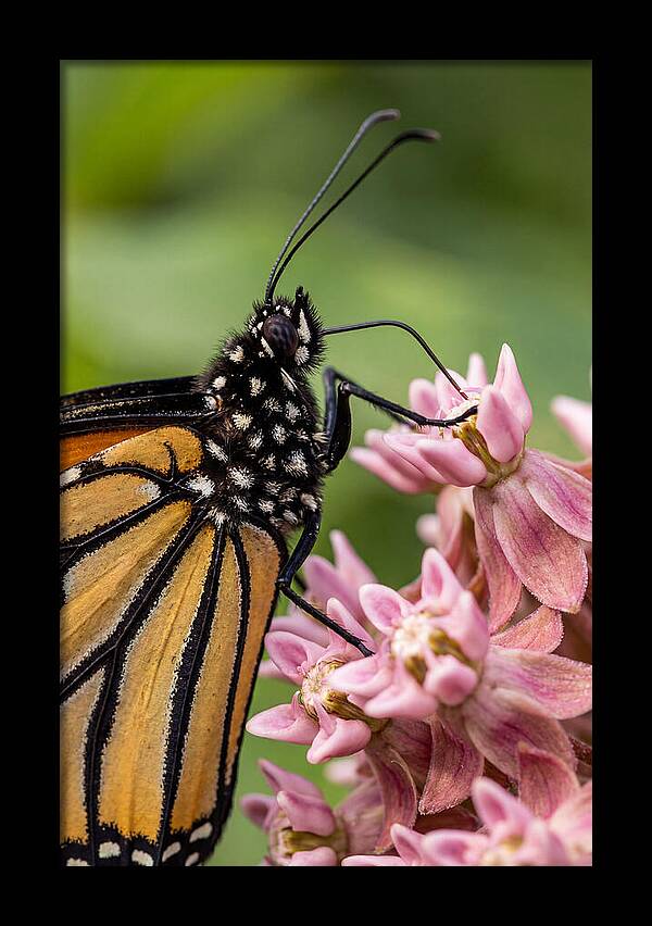 Monarch Butterfly On Milkweed