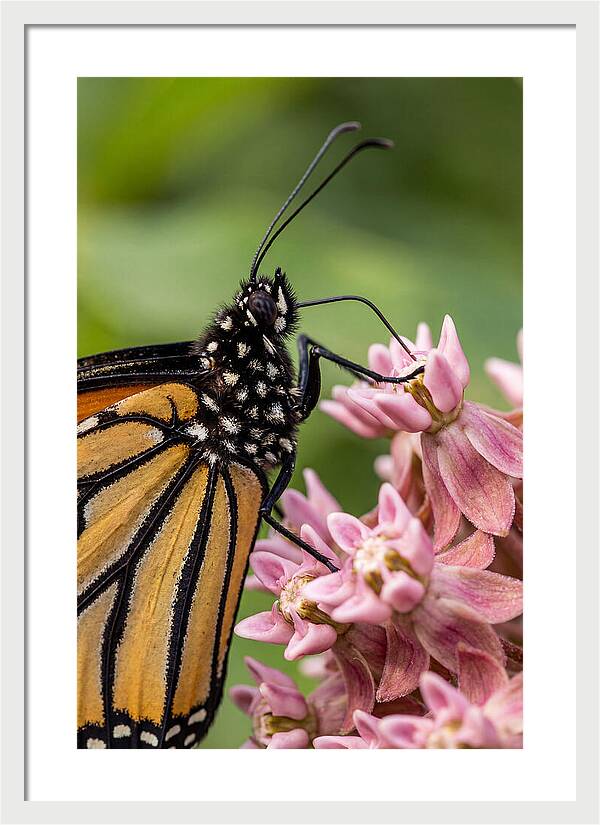 Monarch Butterfly On Milkweed