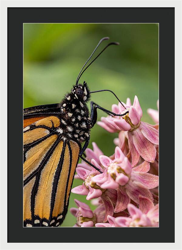 Monarch Butterfly On Milkweed