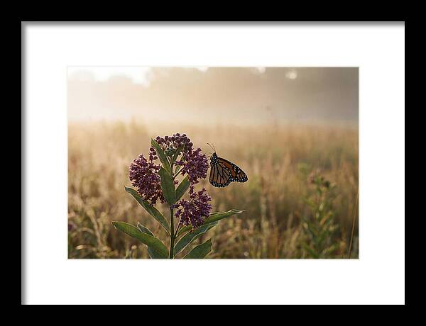 Monarch Butterfly On Purple Milkweed