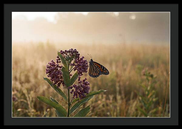 Monarch Butterfly On Purple Milkweed