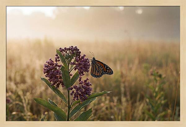Monarch Butterfly On Purple Milkweed