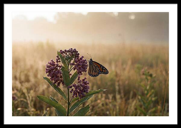 Monarch Butterfly On Purple Milkweed