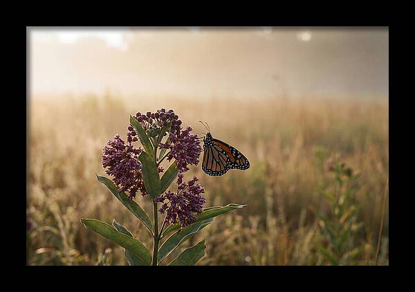 Monarch Butterfly On Purple Milkweed