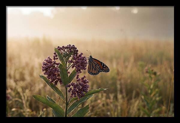 Monarch Butterfly On Purple Milkweed