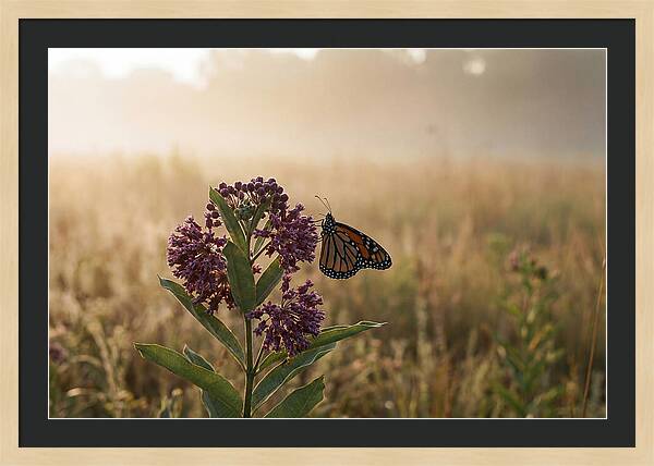 Monarch Butterfly On Purple Milkweed