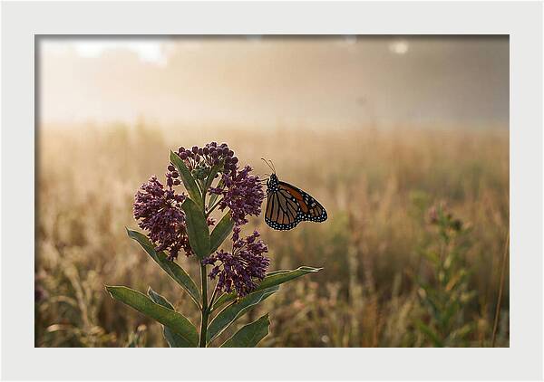 Monarch Butterfly On Purple Milkweed