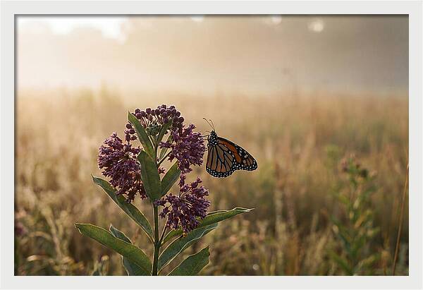 Monarch Butterfly On Purple Milkweed