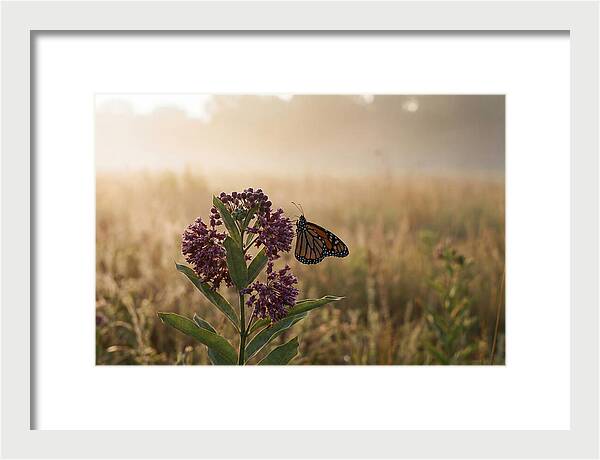 Monarch Butterfly On Purple Milkweed