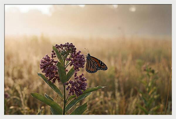 Monarch Butterfly On Purple Milkweed