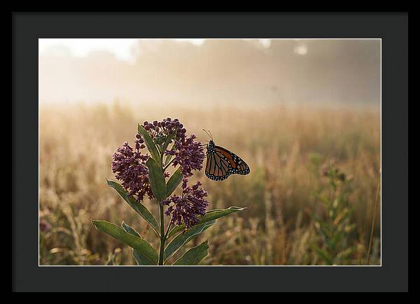 Monarch Butterfly On Purple Milkweed